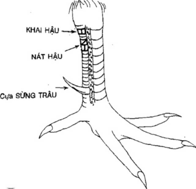 Vảy khai hậu là loại vảy gà xuất hiện ở phía sau phần gối của gà. Vảy khai hậu là loại vảy gà xuất hiện ở phía sau phần gối của gà.