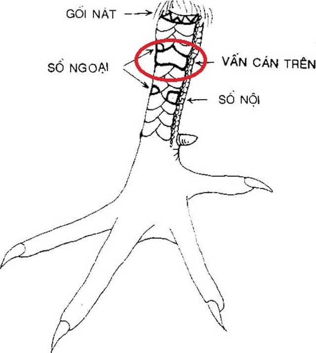 Vảy gà vấn cán có khá nhiều loại khác nhau tùy thuộc vào vị trí. Vảy gà vấn cán có khá nhiều loại khác nhau tùy thuộc vào vị trí.